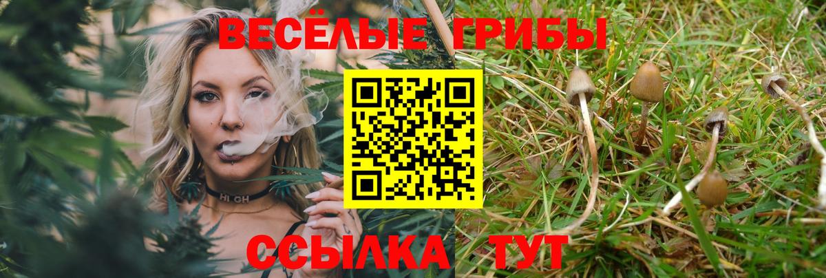 Галлюциногенные грибы Psilocybine cubensis Анапа
